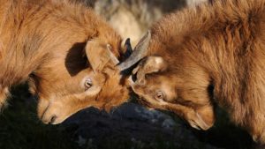 Leasehold Disputes and Other Services. Specialist solicitors. Image of head-butting goats